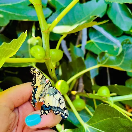 Casa Lazzarini 3* Montecenere