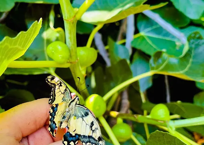 Casa Lazzarini 3* Montecenere